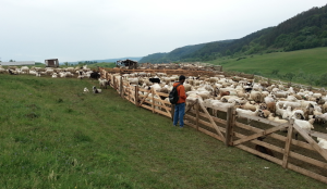 Ben Weckstein '13 observing sheep in a Romanian sheepfold